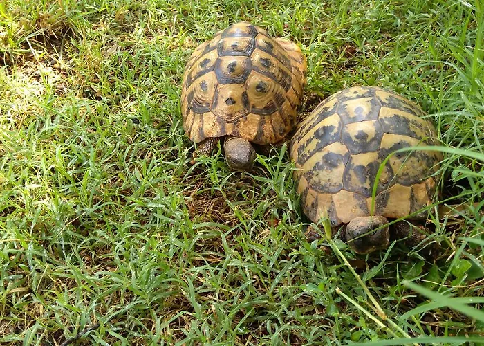 Διαμέρισμα Drenovica